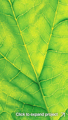 Unigro leaf