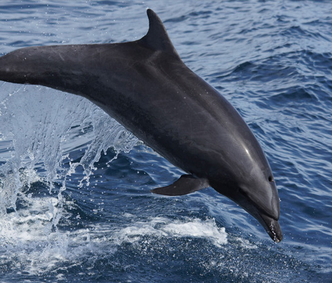 Discover Ferries Wildlife Map Image 1